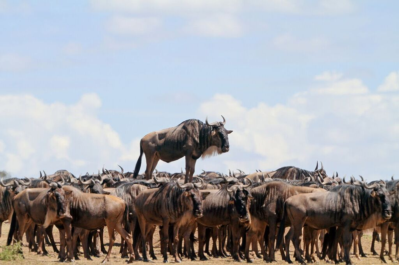 Image: Jean-Jacques Alcalay/Comedy Wildlife Photo Awards